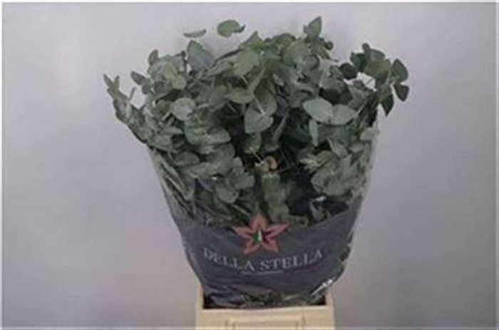 <h4>Euc Cinerea Per Bunch 200 Gram</h4>