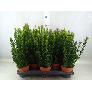 Euonymus japon. 'Green Spire'