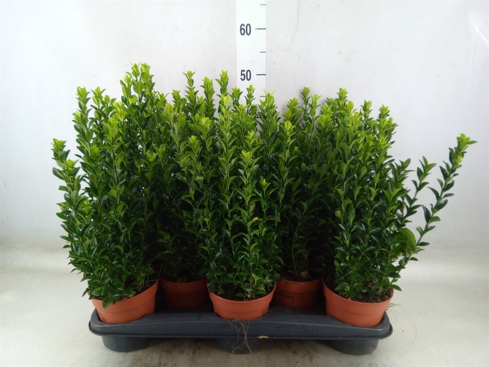 <h4>Euonymus japon. 'Green Spire'</h4>