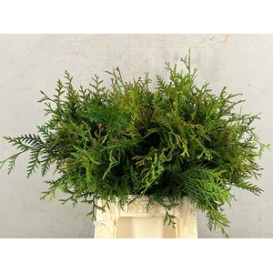 Conifeer Thuja Groen Bs