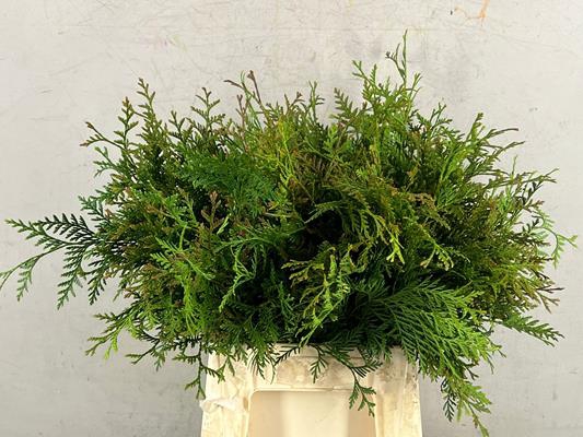 Conifeer Thuja Groen Bs