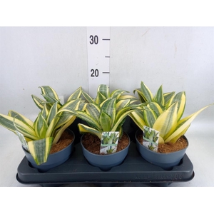 Sansevieria trifa. 'Hahnii'