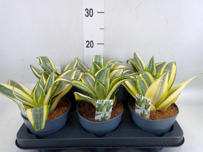 <h4>Sansevieria trifa. 'Hahnii'</h4>