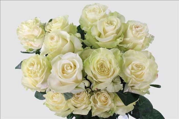 <h4>Rosa ec mondial</h4>