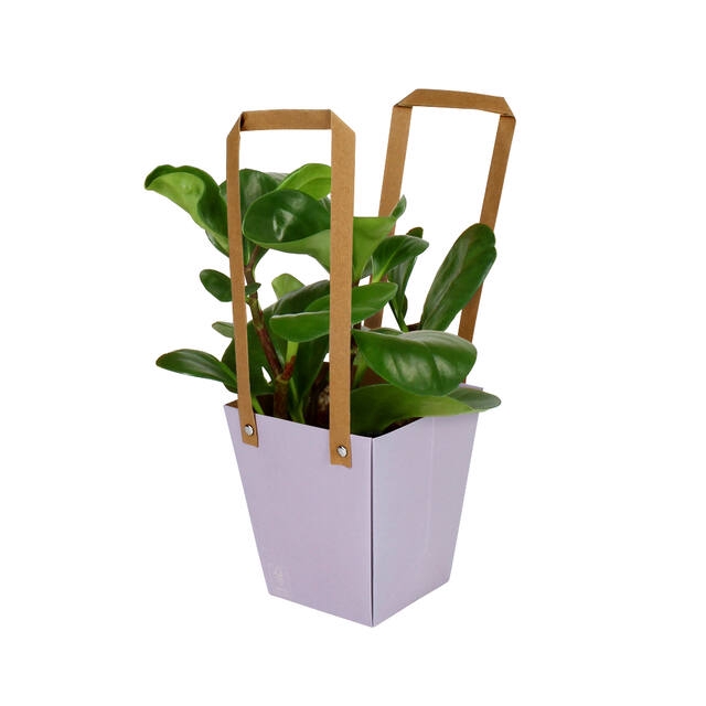 <h4>Bag Energy Carton 13x9.5xH15cm purple 10/bag</h4>