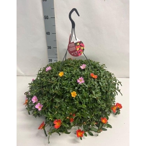 PORT GEM IN POT