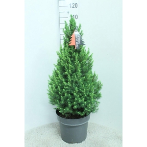 Picea glauca 'Conica'