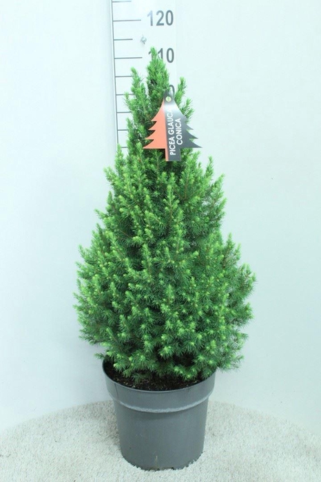Picea glauca 'Conica'