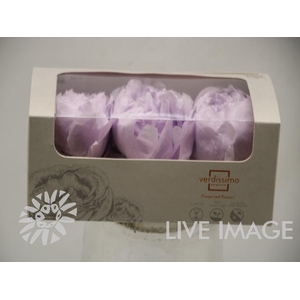 Preserved paeonia white