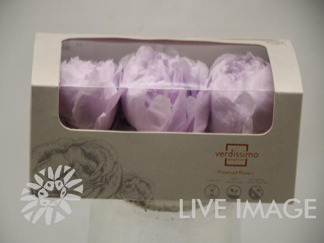 <h4>Preserved paeonia white</h4>