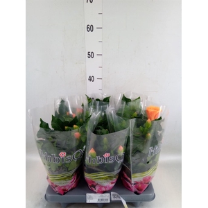 Hibiscus rosa-sin.   ...