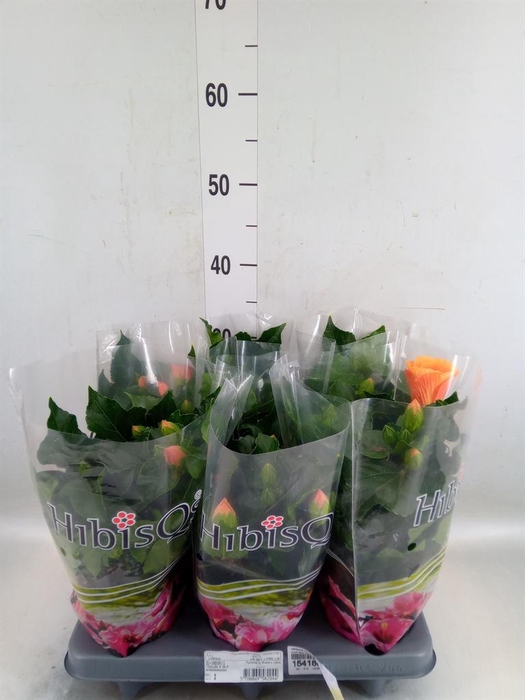 <h4>Hibiscus rosa-sin.   ...</h4>