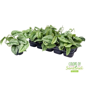 Scindapsus pictus Trebie 12Ø 25cm