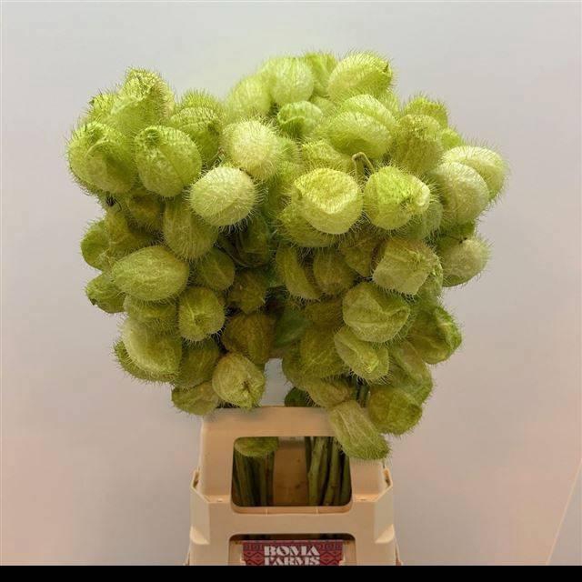 <h4>GOM FR MOBY DICK</h4>