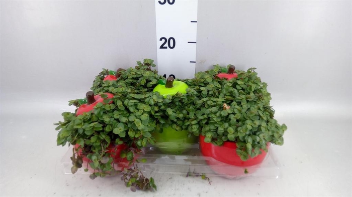 <h4>ARR. CALLISIA IN APPEL KERAM.</h4>