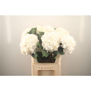 Hydr M White Verena