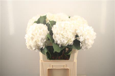 <h4>Hydr M White Verena</h4>