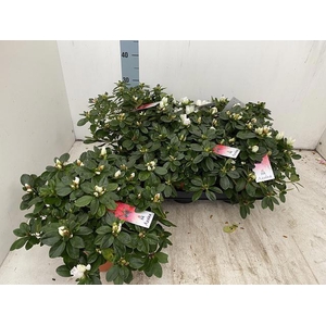 RHODO SI WITTE VOGEL