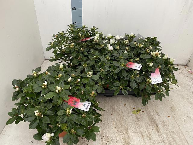 <h4>RHODO SI WITTE VOGEL</h4>