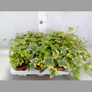 Hedera helix 'Golden Kolibri'