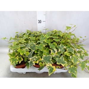 Hedera helix 'Golden Kolibri'