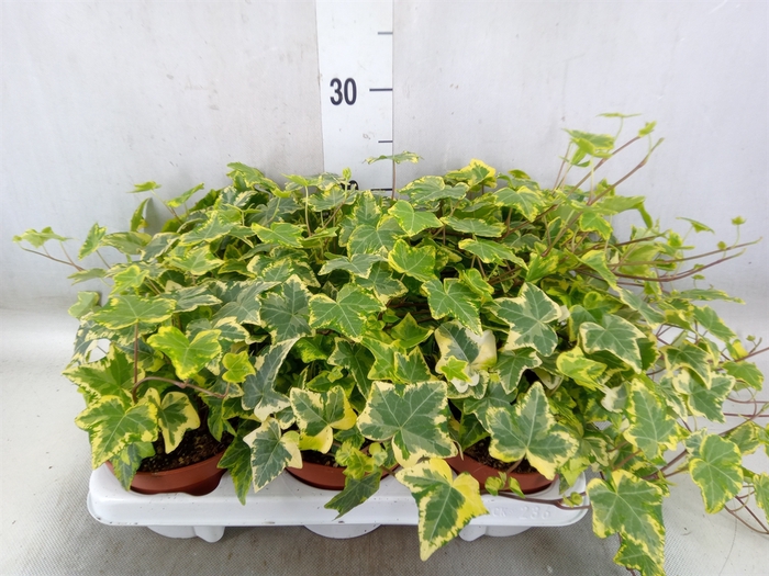 <h4>Hedera helix 'Golden Kolibri'</h4>