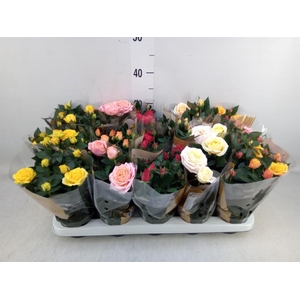 Rosa  'Kordana Grande'   ...mix