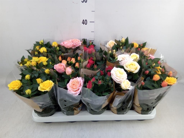 <h4>Rosa 'Kordana Grande' ...mix</h4>