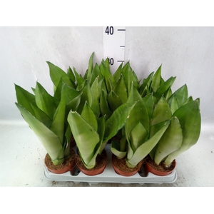 Sansevieria trifa. 'Moonshine'