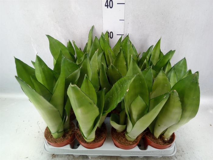 Sansevieria trifa. 'Moonshine'