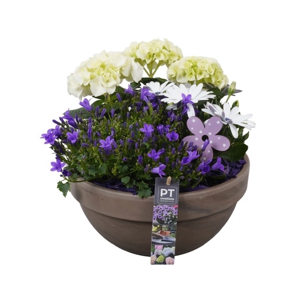 <h4>PTPP2553 Arrangement Patio Plants in terracotta schaal</h4>