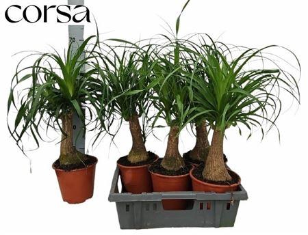 <h4>Beaucarnea Recur</h4>