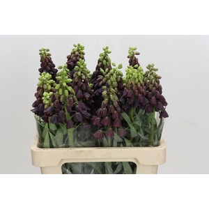 FRIT PERSICA FRITILLARIA PERSICA