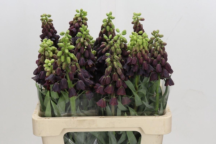 <h4>FRIT PERSICA FRITILLARIA PERSICA</h4>