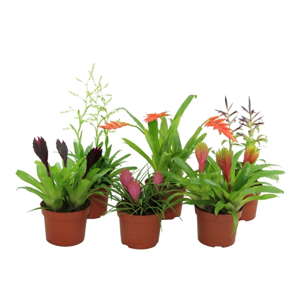 Toef Bromelia mix - Elegance