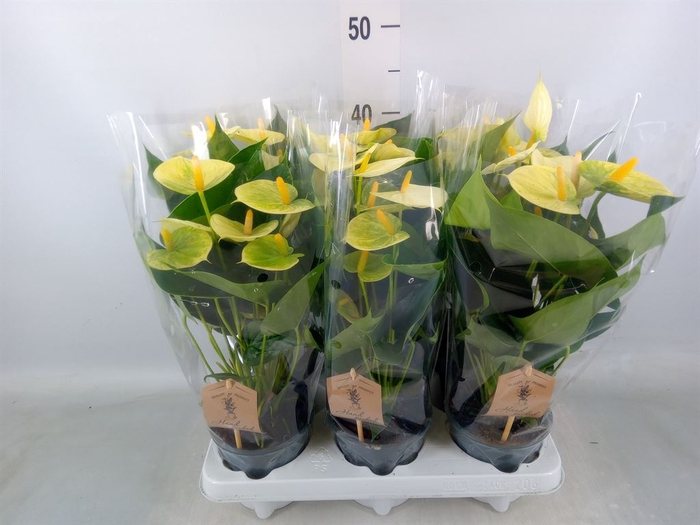 <h4>Anthurium andr. 'Vanilla'</h4>