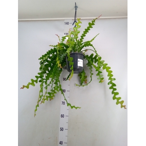 Epiphyllum anguliger
