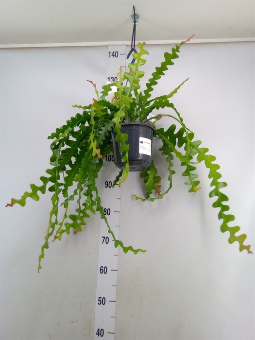 <h4>Epiphyllum anguliger</h4>
