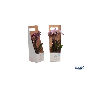 Tiny Box Phal Tiny Dolls Mix 2T10+ Aqu@