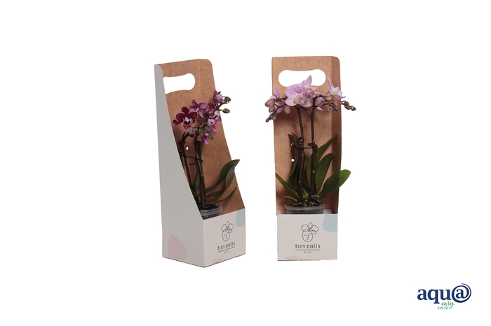 <h4>Tiny Box Phal Tiny Dolls Mix 2T10+ Aqu@</h4>