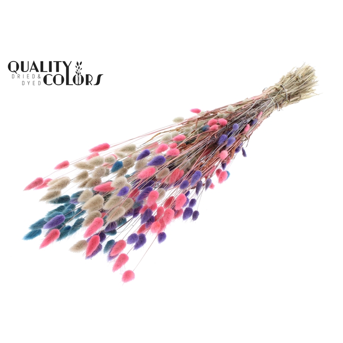 <h4>Lagurus per bunch Colourful 1</h4>