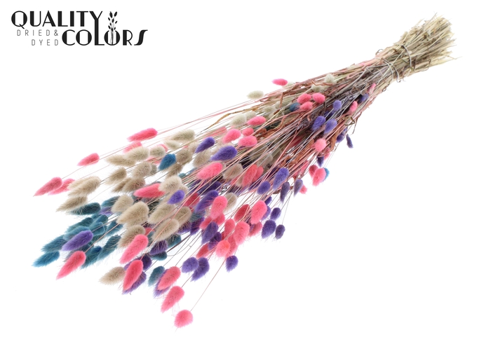 Lagurus per bunch Colourful 1