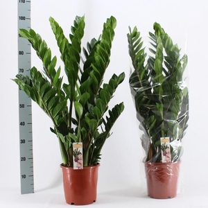ZAMIO ZAMIIFOLIA