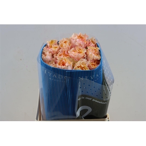 R Gr Campanella Peach