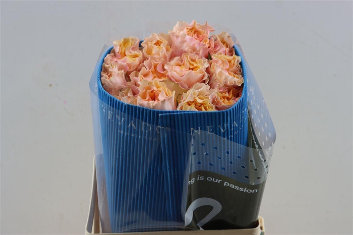 <h4>R Gr Campanella Peach</h4>