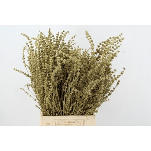 DF Lavender Bs Gold