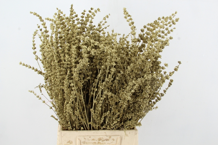 <h4>DF Lavender Bs Gold</h4>