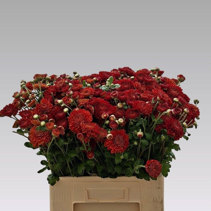 <h4>CHR TR WENDY ROOD CHR T WENDY ROOD</h4>