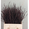 MYRICA GALE (GAGEL)