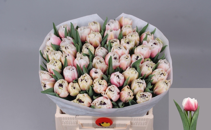 <h4>TU DU SAMBUCA</h4>